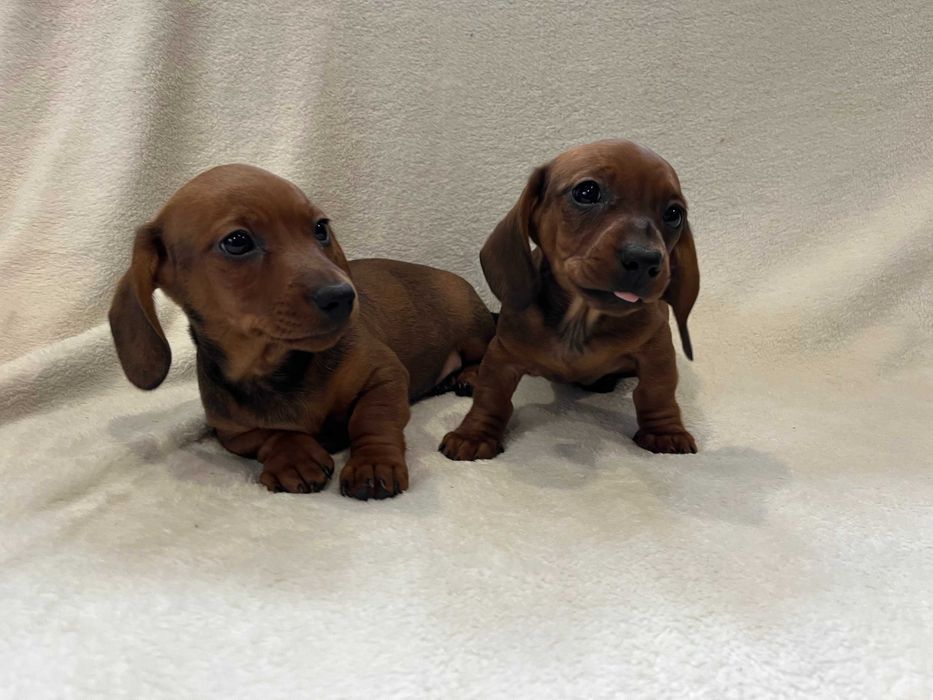 Jamnik Krótkowłosy