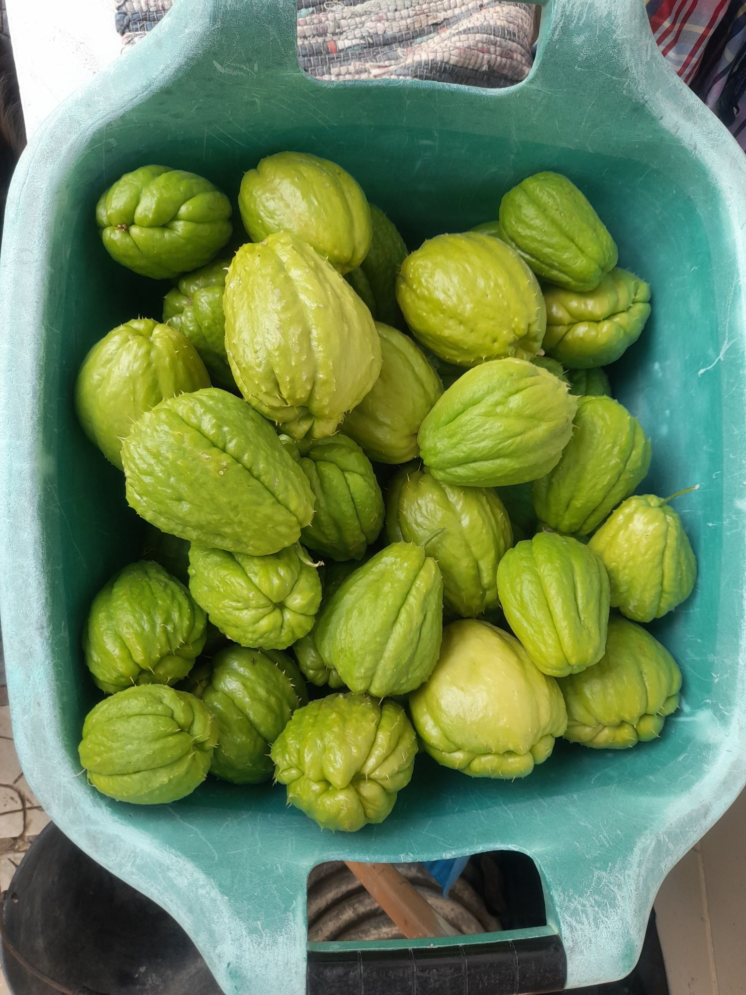 Xuxu   biológico