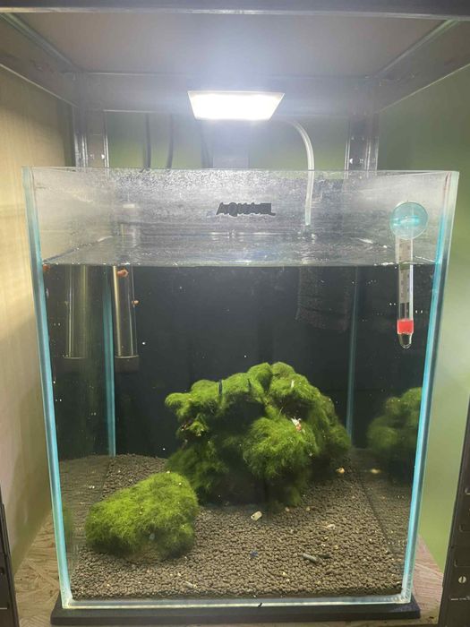 Krewetkarium/ akwarium