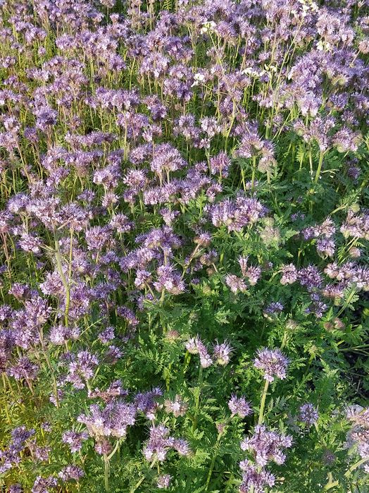 Facelia błękitna na poplon lub pożytek dla pszczół miododajna