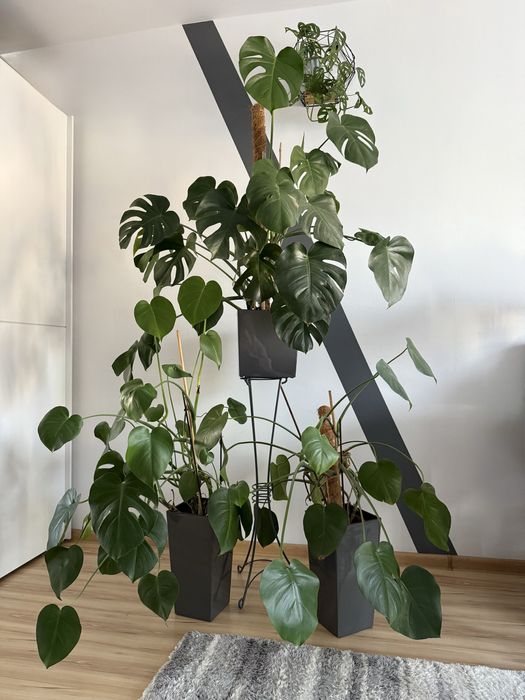 Monstera Deliciosa dziurawa duża