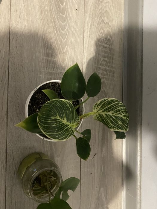 Filodendron birkin monstera minima airchryson