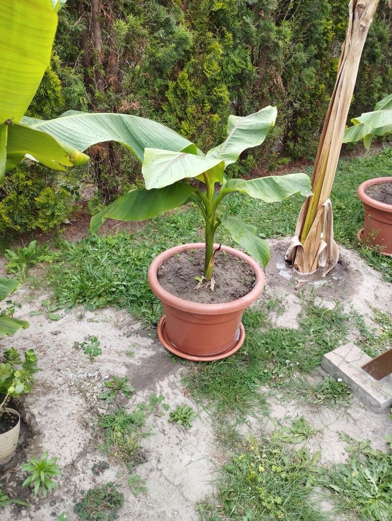 Bananowiec około 150 cm albo 180 i największy 240 cm  awokado 160cm