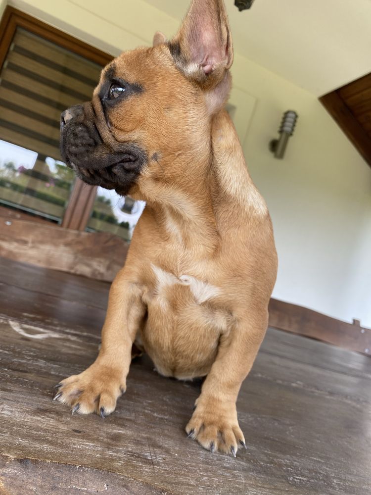 Buldog francuski