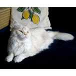 Piękna kotka rasy Maine Coon - Fife/FPL