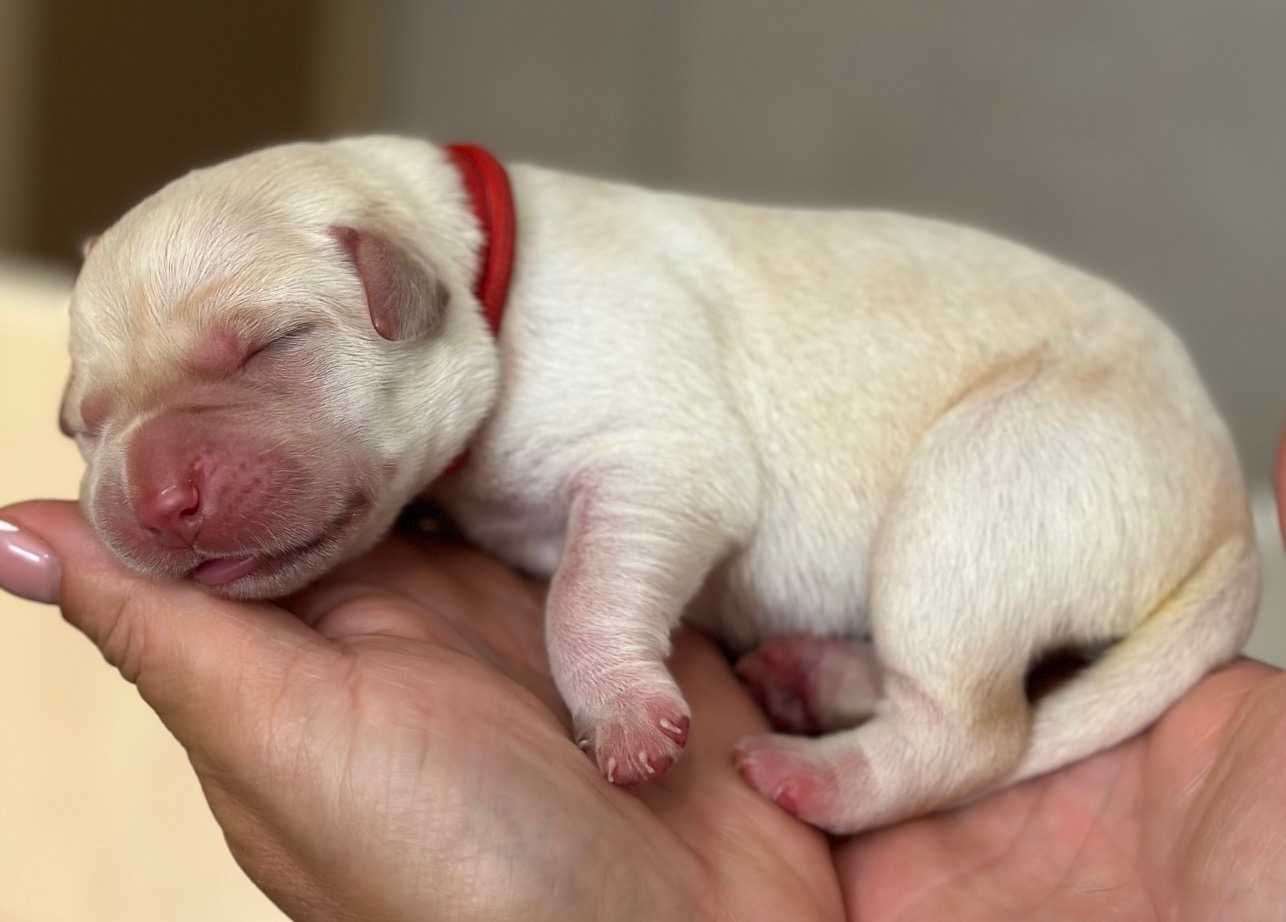 Labrador Retriever FCI, żółte szczenie po doskonałych rodzicach!