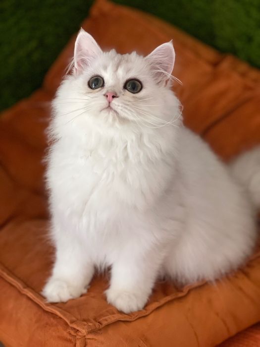 British  longhair