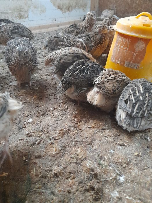 Przepiórki japońskie