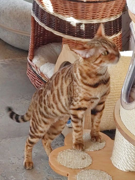 Kotka Bengalska pohodowlana z rodowodem FPL