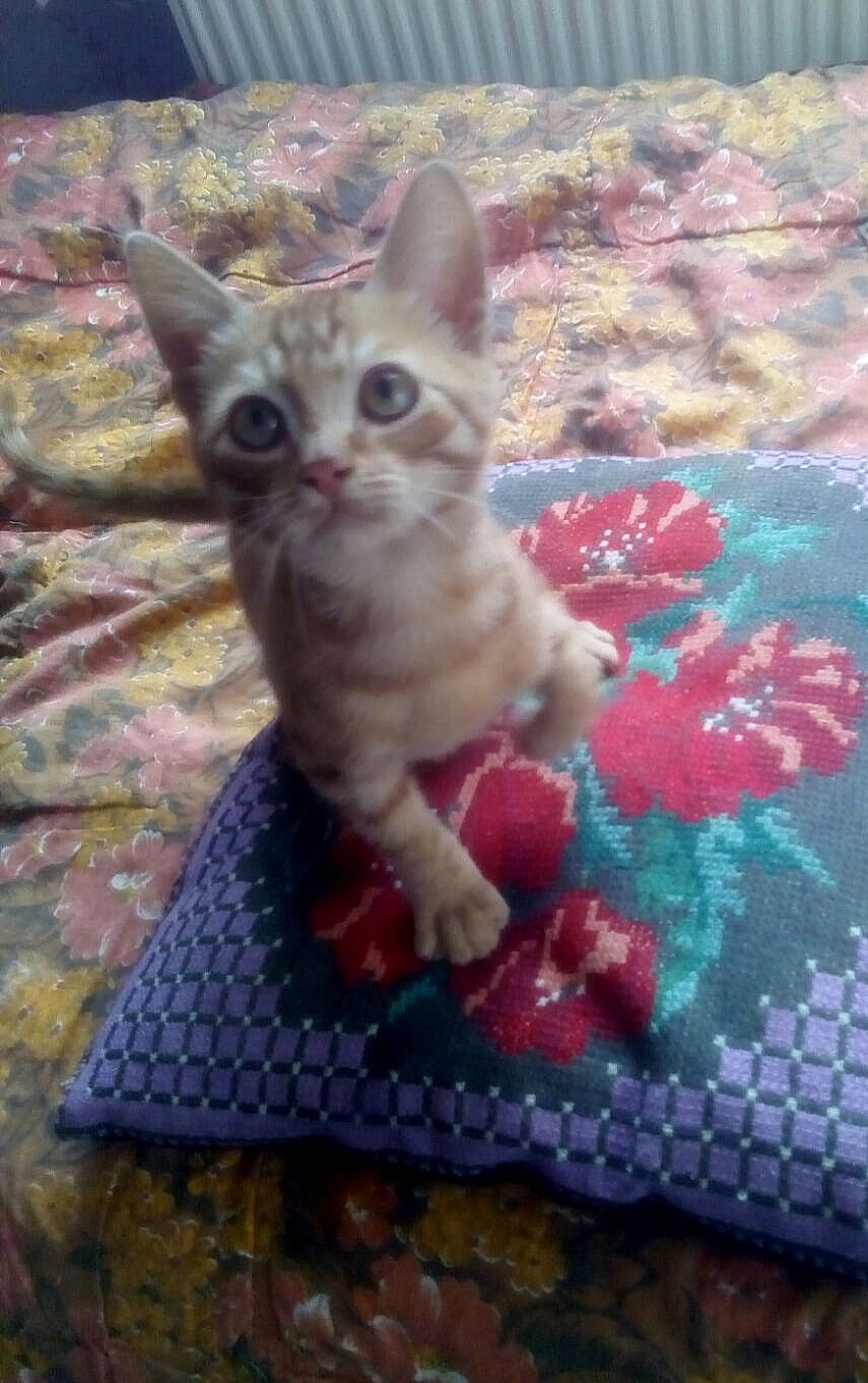Отдам рыжего котёнка