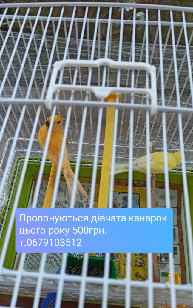 Клетки для кенара
