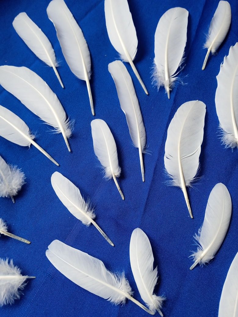 Продам. Набор перьев белых голубей на рукоделия.