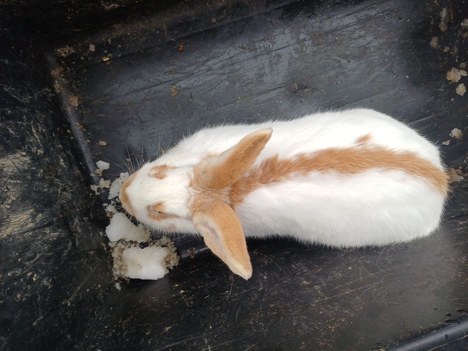 Królica srokacz niemiecki rudy