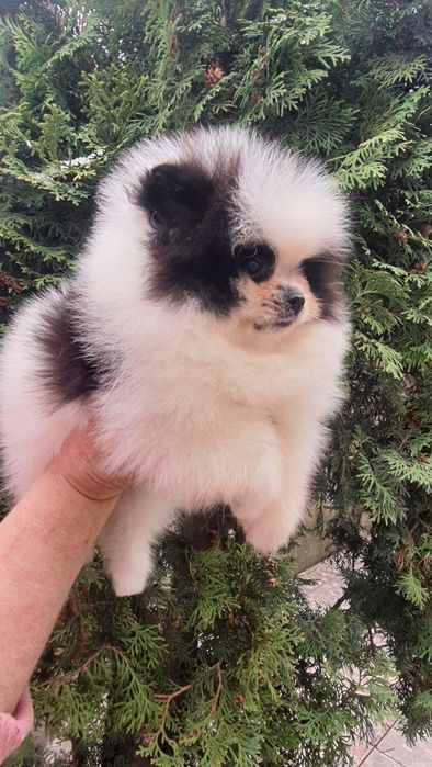 Панда помераночка ексклюзив