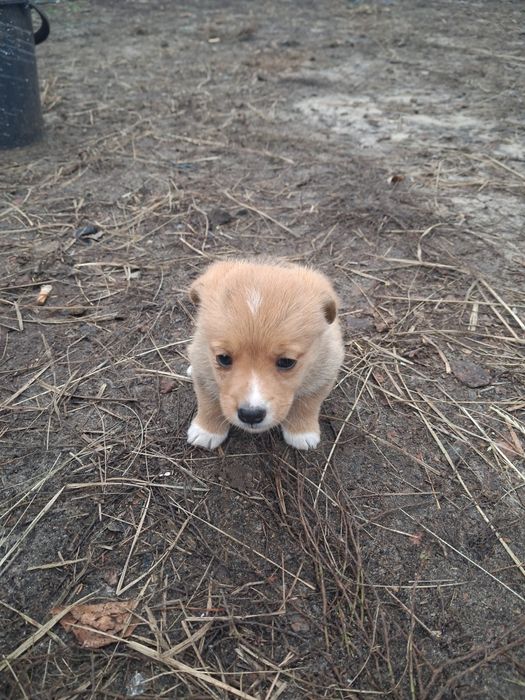 Відам грайливу дівчинку та хлопчика