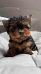 Mini Suczka Yorkshire Terrier z Rodowodem