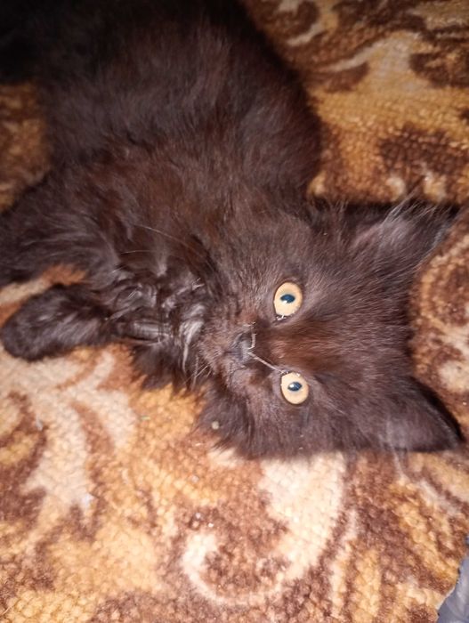 Кішечка безкоштовно,телефонуйте