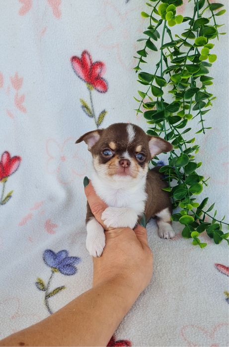 Excelente chocolatinha Chihuahua/Chiuaua mini,Linhagem Russa,Qualidade