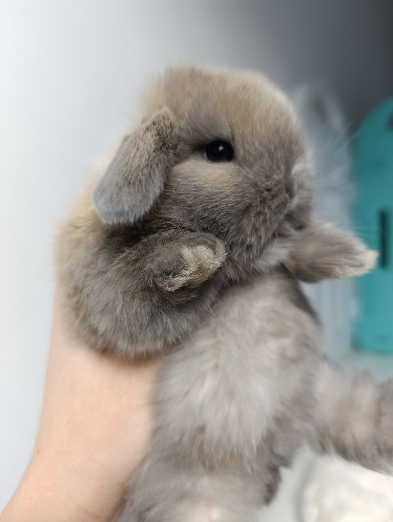 Mini lop królik króliczek hodowla zarejestrowana TOP