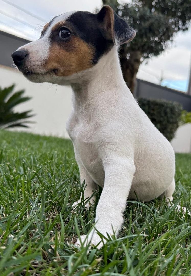 Jack Russel qualidade