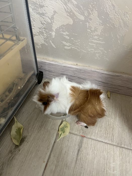 Морські свинки в наявності