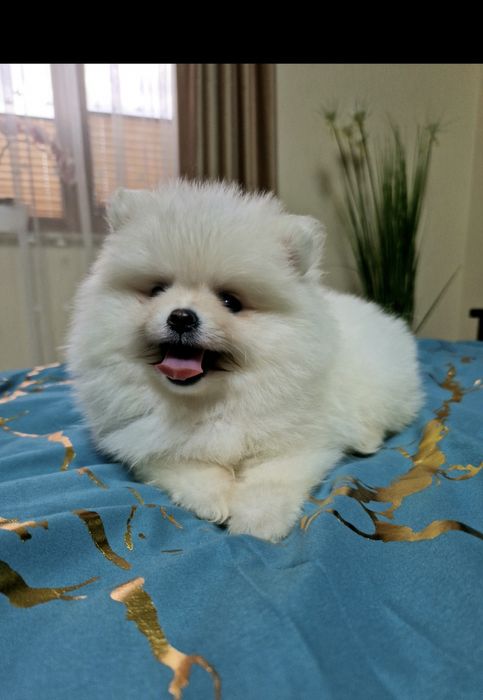 Szpic miniaturowy Pomeranian Boo 2xszczepienia legowisko I wyprawka