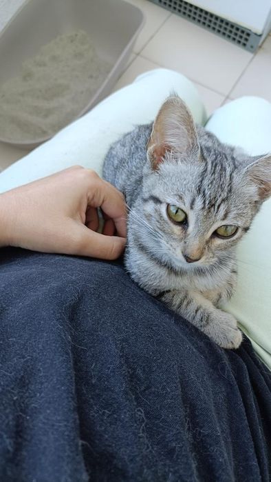 Gatinha bebé super dócil