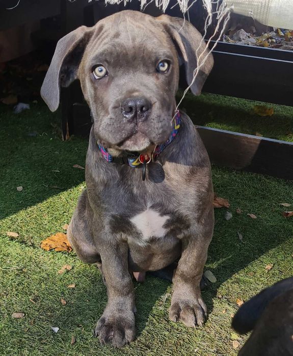 Щенки кане Корсо