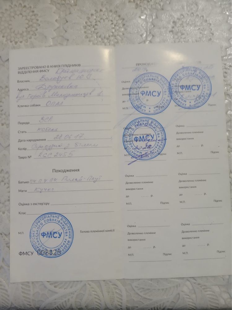 Западно Сибирская Лайка