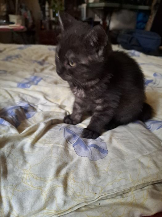 Метис британця котик 2 міс.