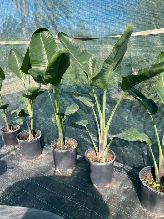 Estrelicia augusta/ estrelicia gigante