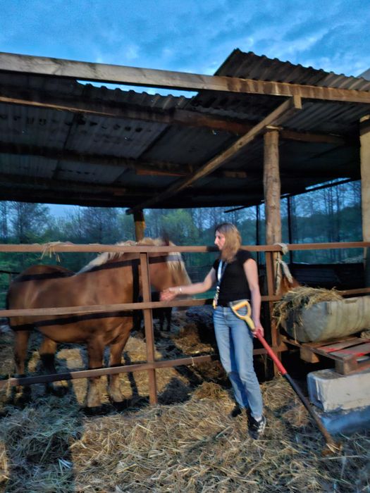 Sprzedam klacz dwu letnią