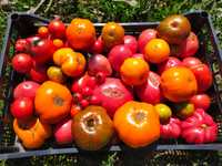 Sadzonki pomidorów papryk warzyw ciekawe odmiany