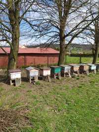 Rodziny pszczele - pszczoły