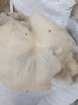Продам шерсть овечью