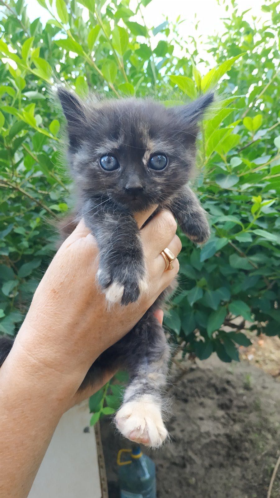 Красивый котенок бесплатно