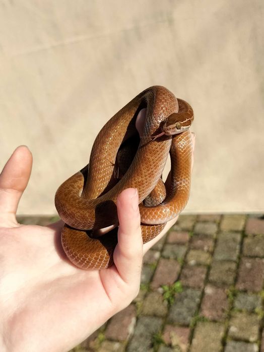 Wąż mahoniowy samiec dorosły