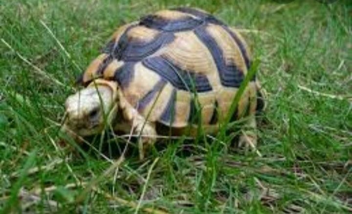 Египетская черепаха