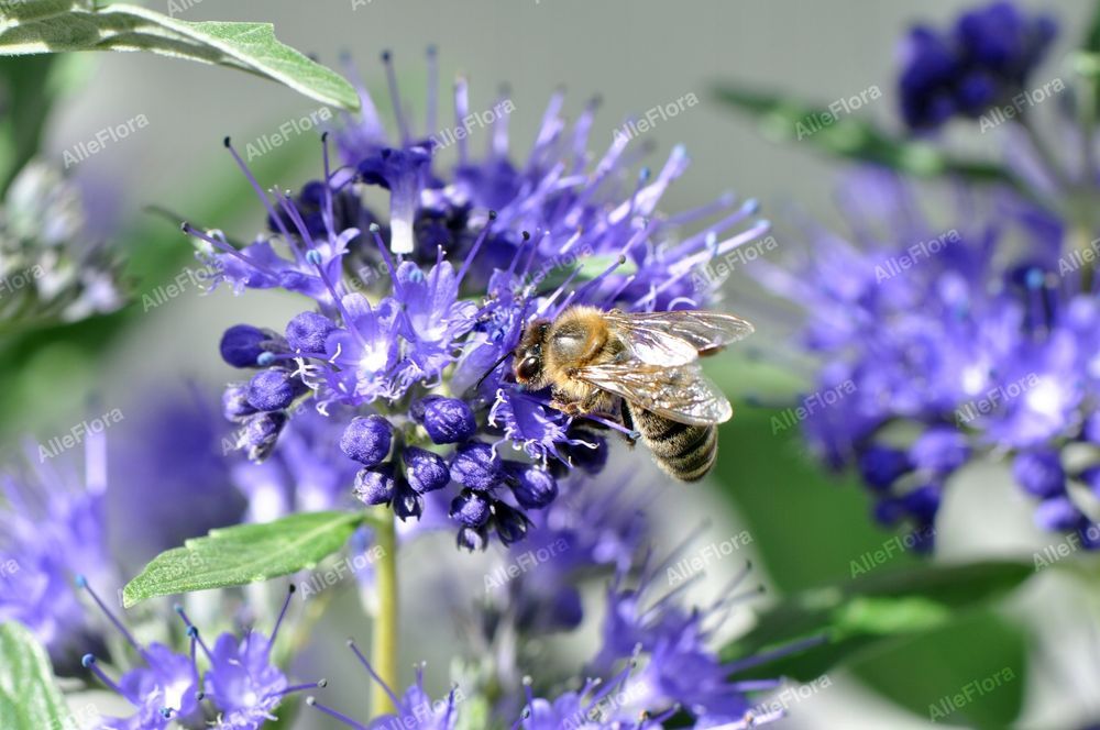 Barbula klandońska 'Dark Knight' (Caryopteris) Doniczka 2.0L