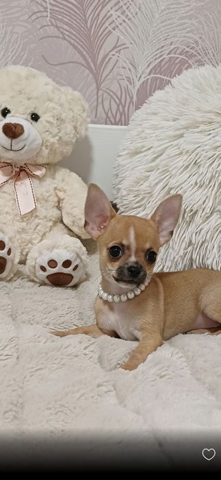 Чихуахуа маленькое чудо