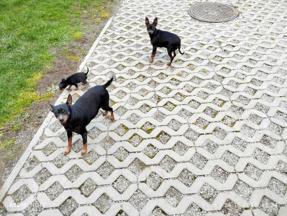 Pińczer miniaturowy