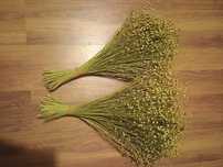 Len suszony naturalny 50cm