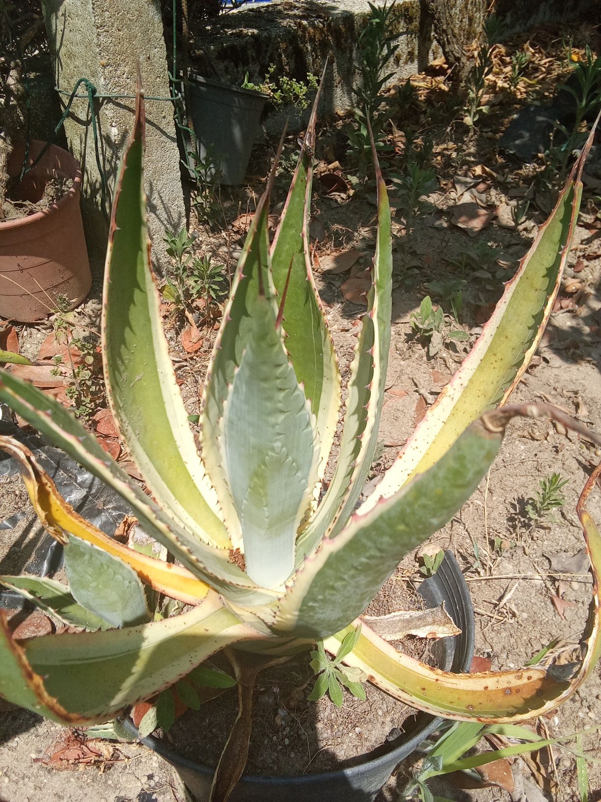Suculentas variadas e agaves