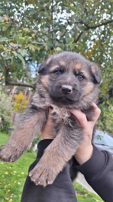 Щенята німецької вівчарки