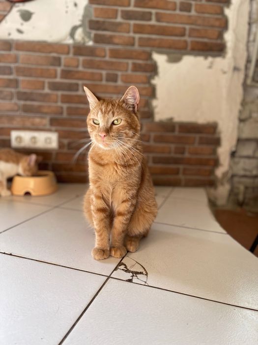 Котики отдам красивый рыжий кот