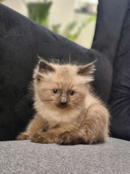 Kotki i Kocurek Ragdoll