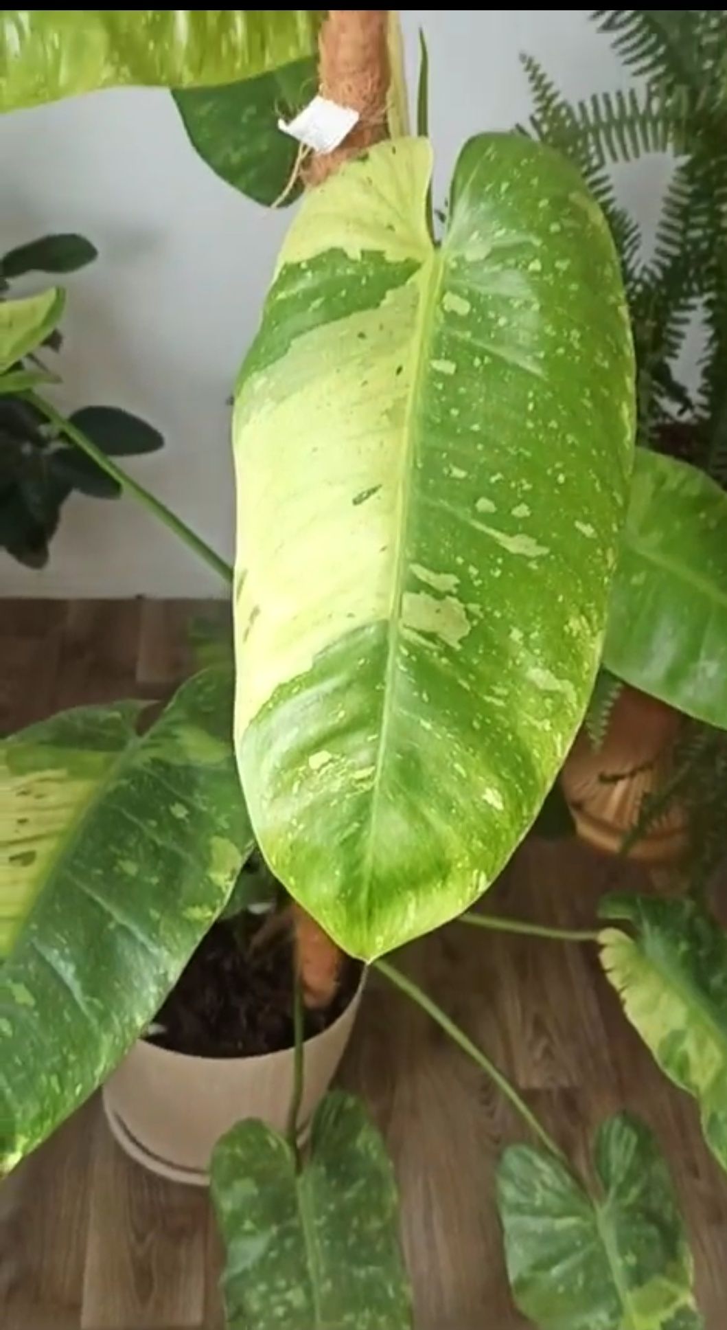 (Philodendron Jose Buono