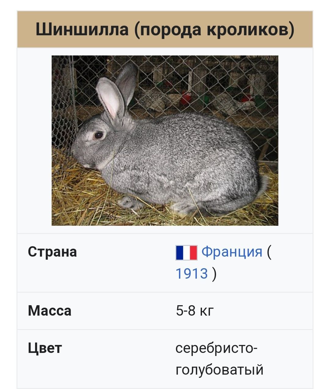 Кролики шиншиловые