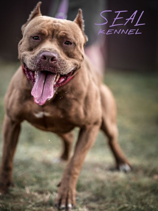 Крутезний хлопець американського пітбультерєра, пітбуль, піт, АПБТ,