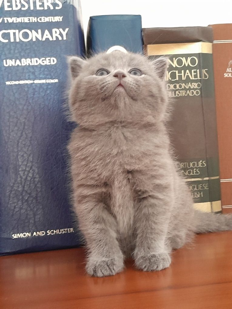 Gatinho  British  Sort hair